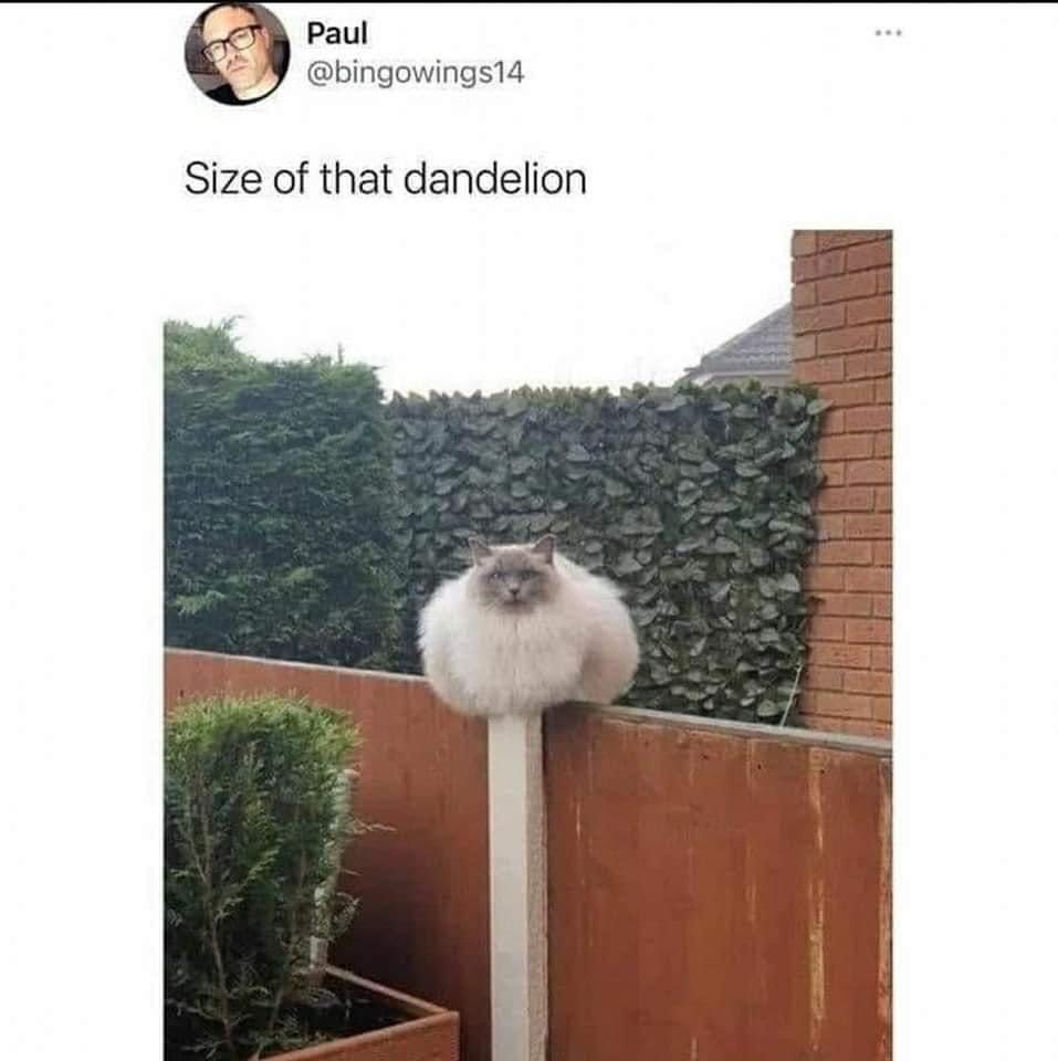 35 Reasons Why You Need To Quit Your Job And Become A Cat 35 Size of the dandelion