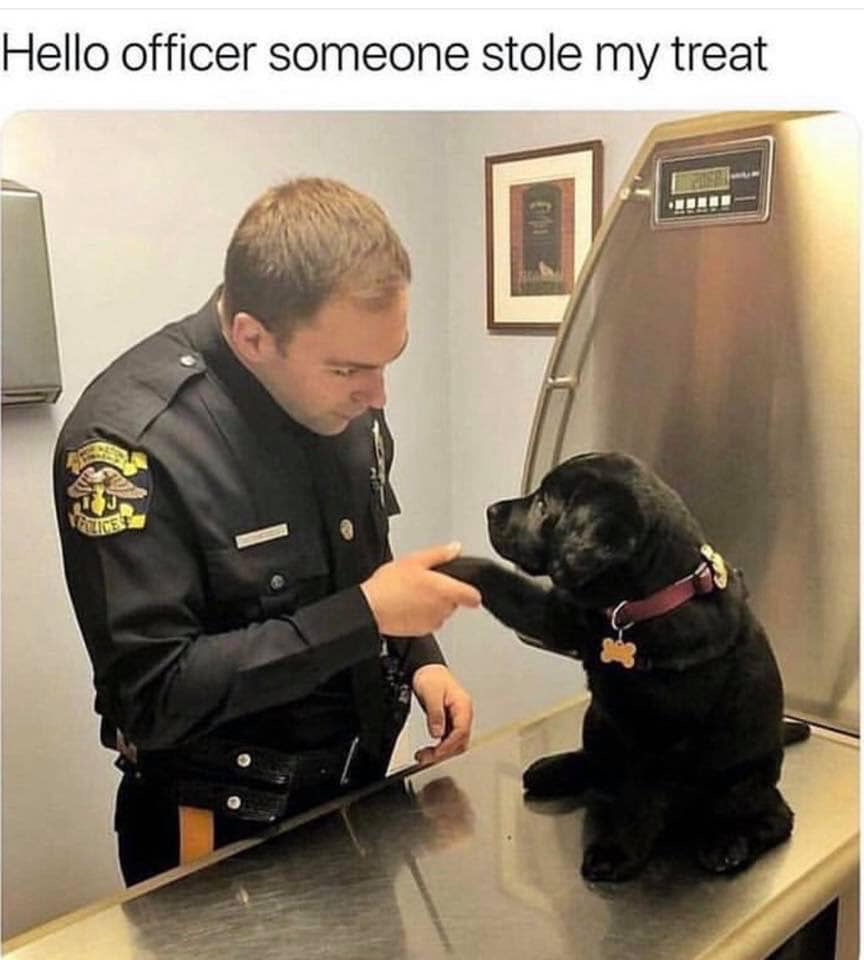 35 Dog Memes That Will Make You Laugh And Reduce Stress 13 Sone one stole my treat - dog memes