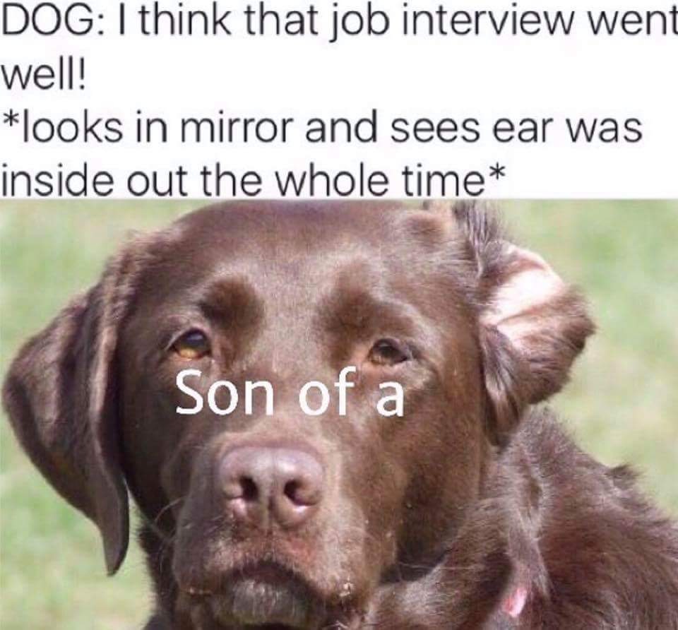 35 Dog Memes That Will Make You Laugh And Reduce Stress 34 Son of a