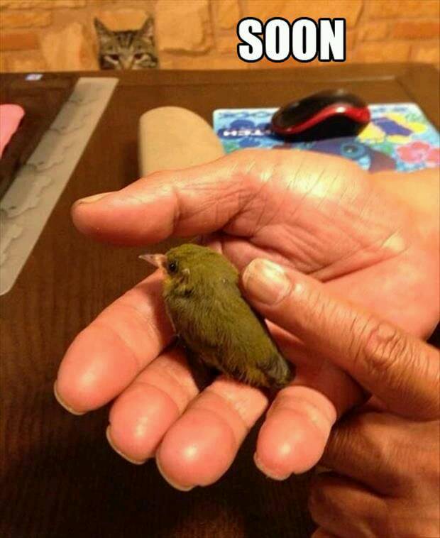 30 Animal Memes That Will Bring Joy To Your Day 13 Soon - animal memes