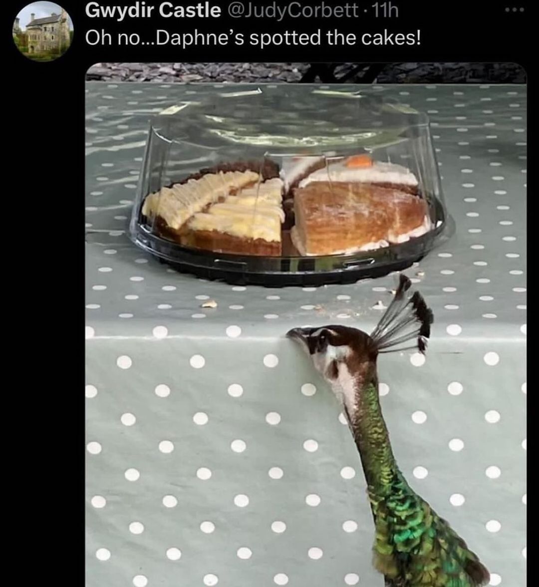 20 Notorious Animal Memes to Add Some Wild Humor to Your Day 12 Spotted cheesecake - Notorious Animal Memes