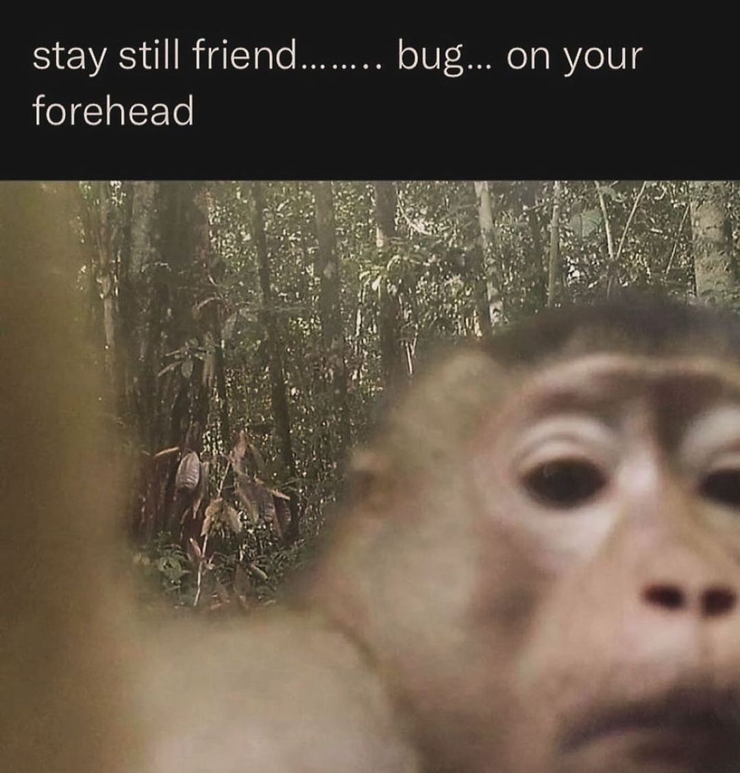 20 Notorious Animal Memes to Add Some Wild Humor to Your Day 13 Stay still friend - Notorious Animal Memes