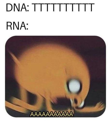 24 DNA Memes That Are Genetically Engineered for Laughs 18 TTTT - DNA Memes