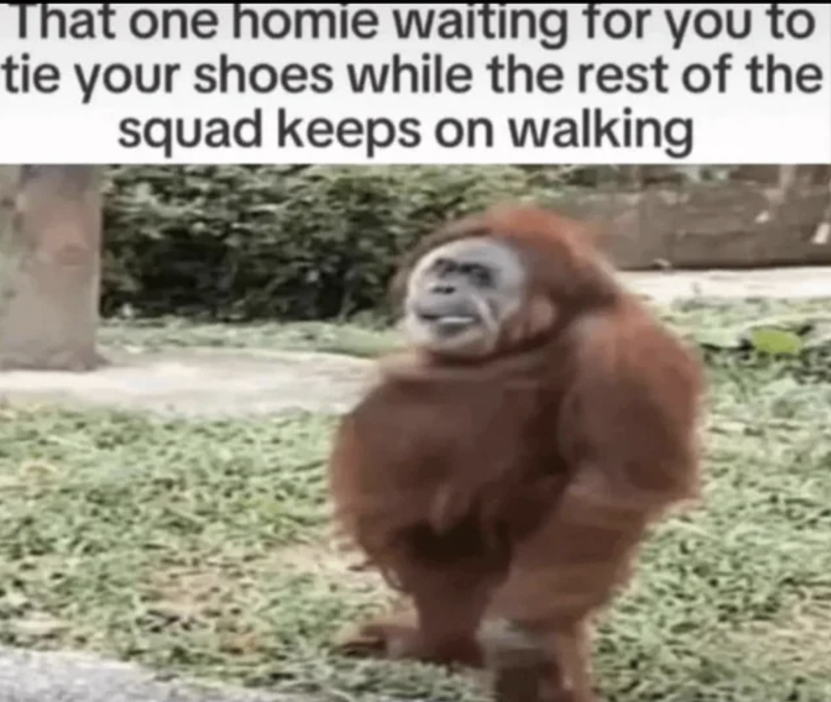 10 Orangutan Memes to Celebrate World Orangutan Day! 5 Tha one homie - Orangutan Memes