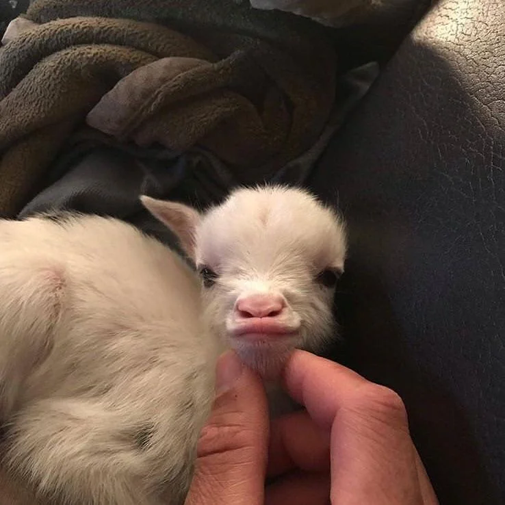 25 Funny Animal Expressions That Look Straight Out of a Cartoon 18 The only girl who can pull of duck lips - Funny Animal Expressions