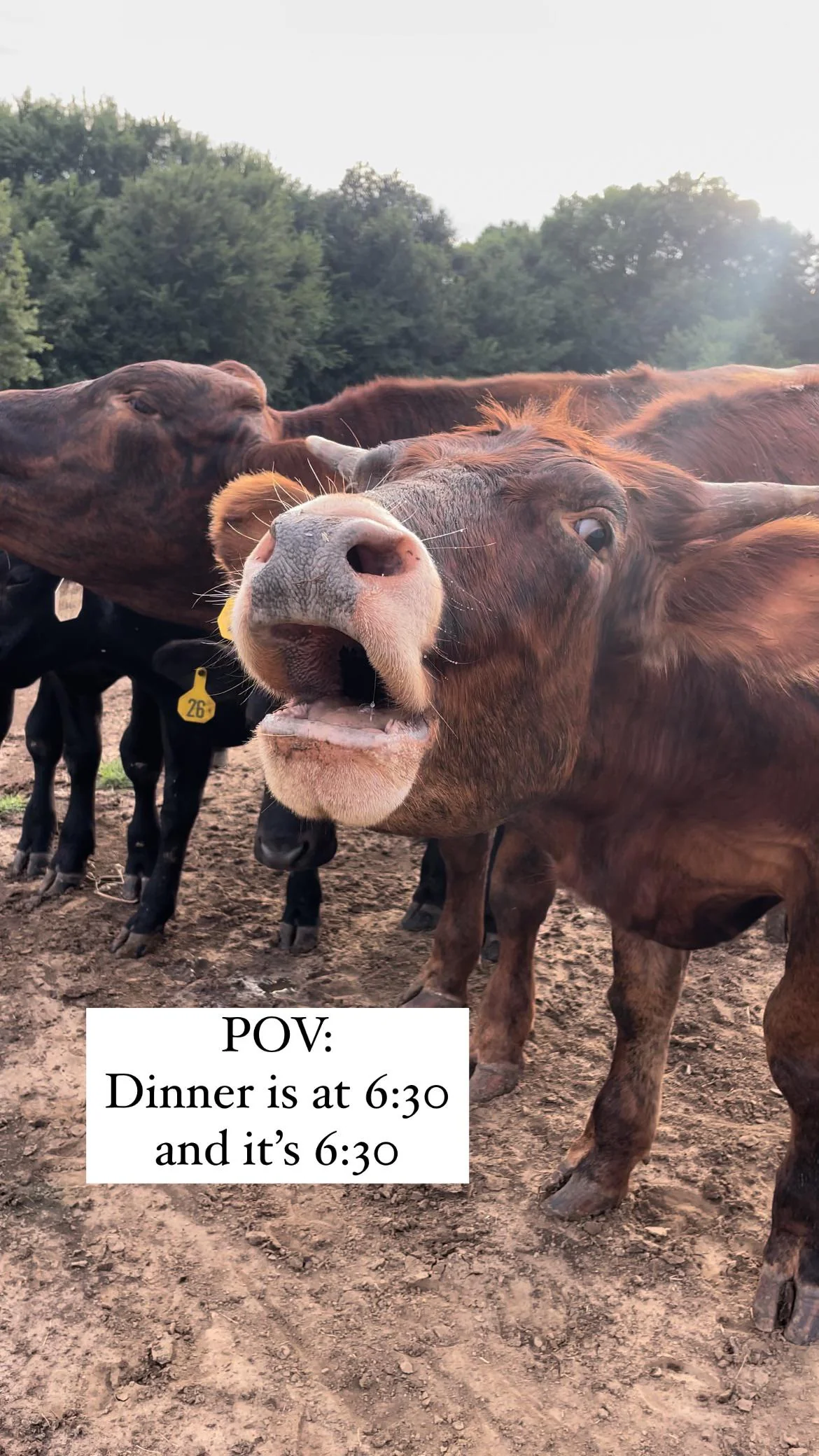 25 Funny Animal Expressions That Look Straight Out of a Cartoon 19 This is what dinnertime looks like around here - Funny Animal Expressions