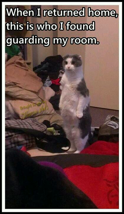 30 Animal Memes That Will Bring Joy To Your Day 14 This is who is guarding my home - animal memes
