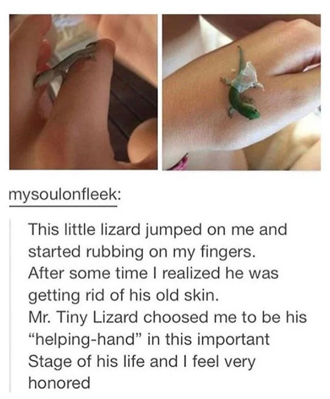 25 Lizard Memes to Honor World Lizard Day 17 This lizard jumped on me - Lizard Memes
