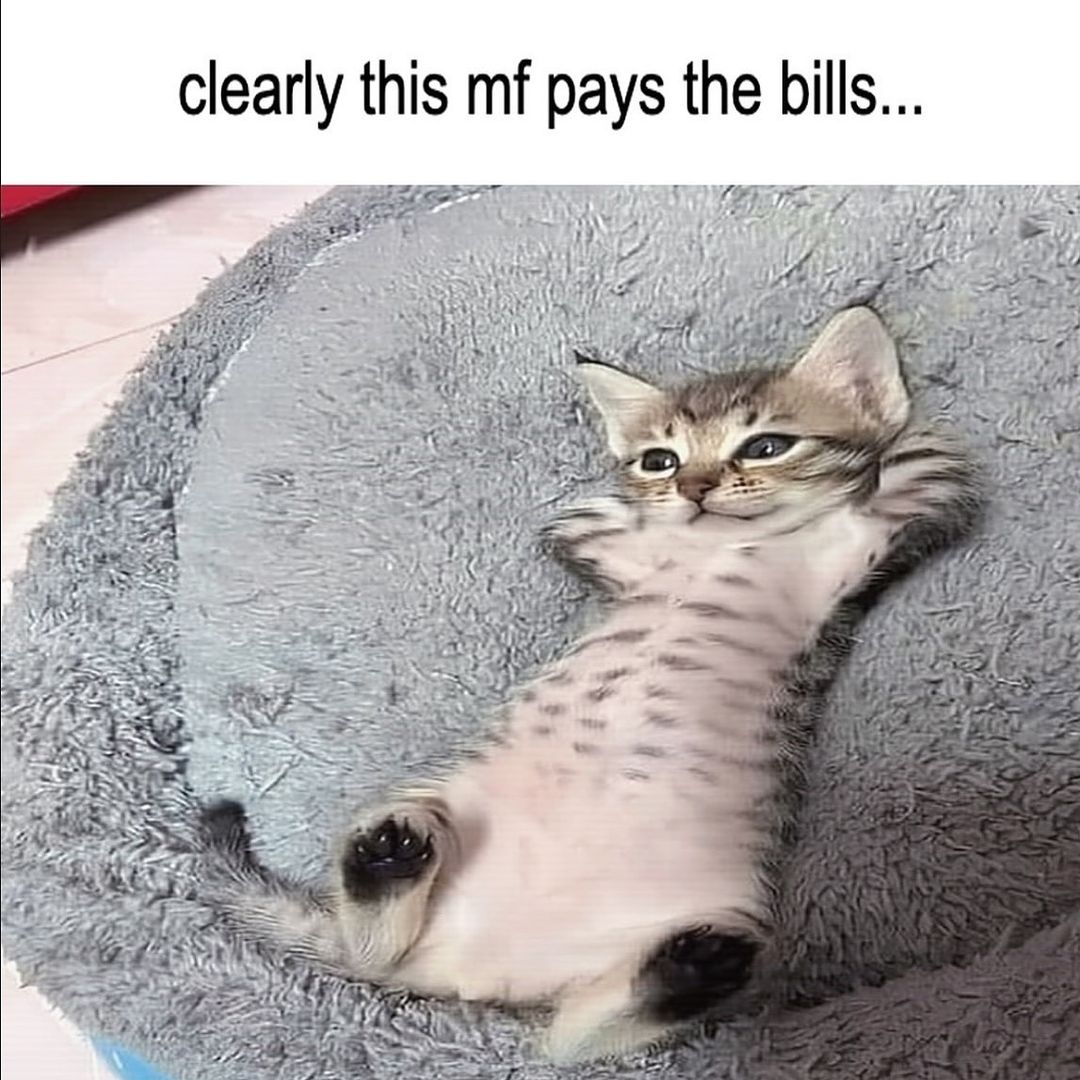 20 Notorious Animal Memes to Add Some Wild Humor to Your Day 15 This mf pays the bill - Notorious Animal Memes