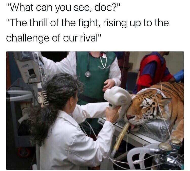 30 Animal Memes That Will Bring Joy To Your Day 30 WHat can you see
