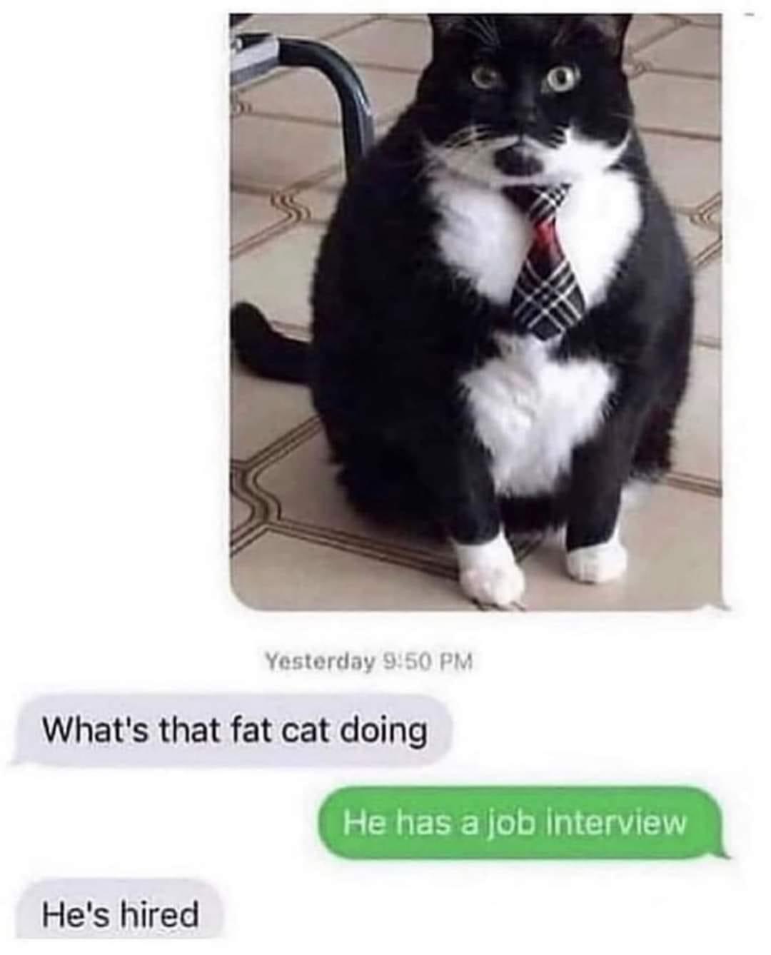 30 Cat Memes to Pounce on for International Cat Day Giggles 27 WHats the fat cat doing - Cat Memes