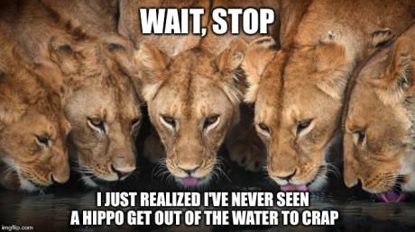 30 Animal Memes That Will Bring Joy To Your Day 15 wait stop - animal memes