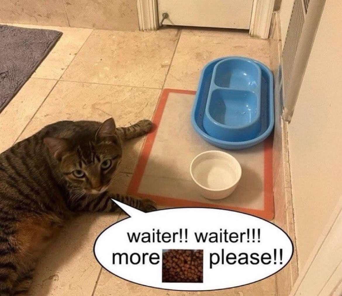 30 Cat Memes to Pounce on for International Cat Day Giggles 26 Waiter waiter - Cat Memes