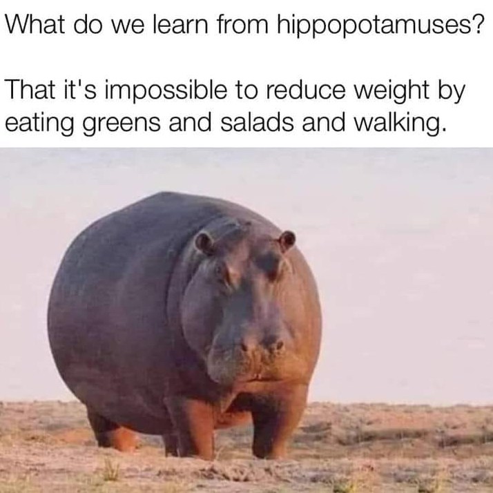 20 Lighthearted Memes That Won’t Leave You Short on Laughs 15 What do we learn from hippo - Lighthearted Memes