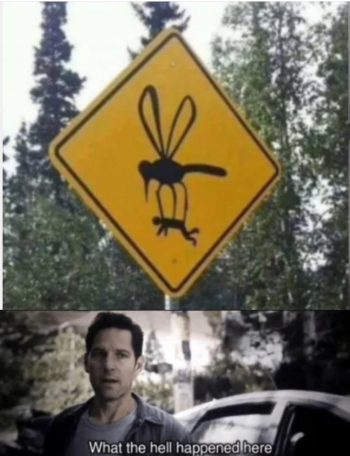 What the hell happend here - Mosquito Memes