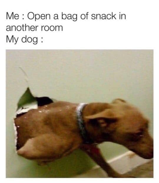 35 Dog Memes That Will Make You Laugh And Reduce Stress 18 When I open a bag of snack - dog memes