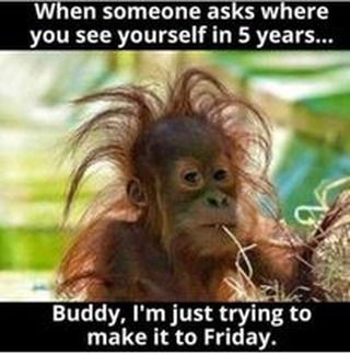 10 Orangutan Memes to Celebrate World Orangutan Day! 6 When someone ask me - Orangutan Memes