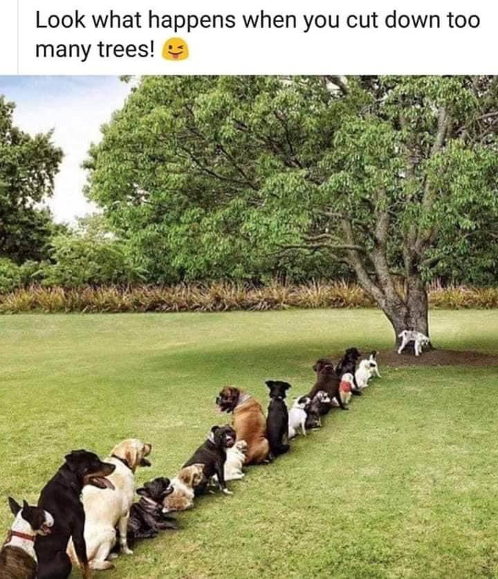 35 Dog Memes That Will Make You Laugh And Reduce Stress 19 When you cut down too many trees - dog memes