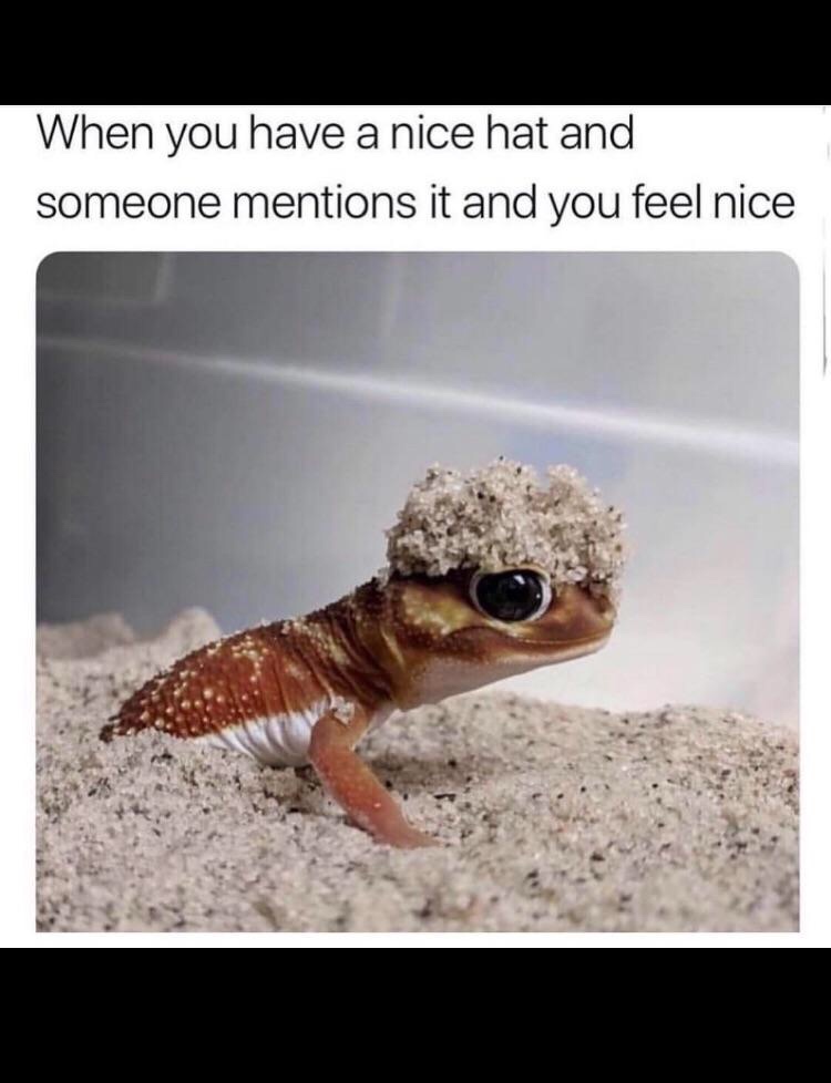 25 Lizard Memes to Honor World Lizard Day 19 When you have a nice hat - Lizard Memes