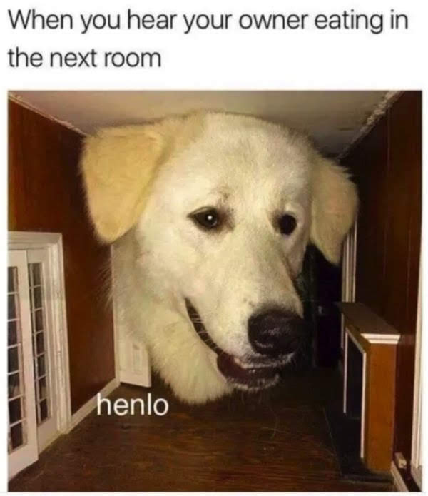 35 Dog Memes That Will Make You Laugh And Reduce Stress 35 When you hear the owner eating