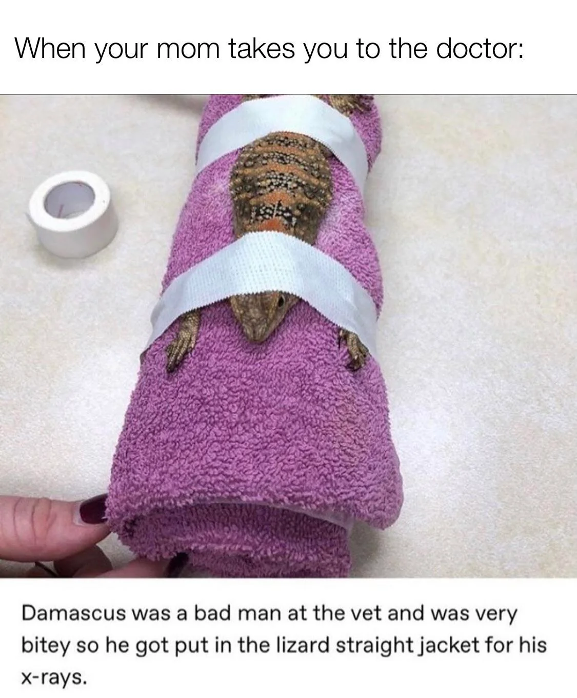 30 Lizard Memes to Honor World Lizard Day 23 When your mom takes you to doctor - Lizard Memes