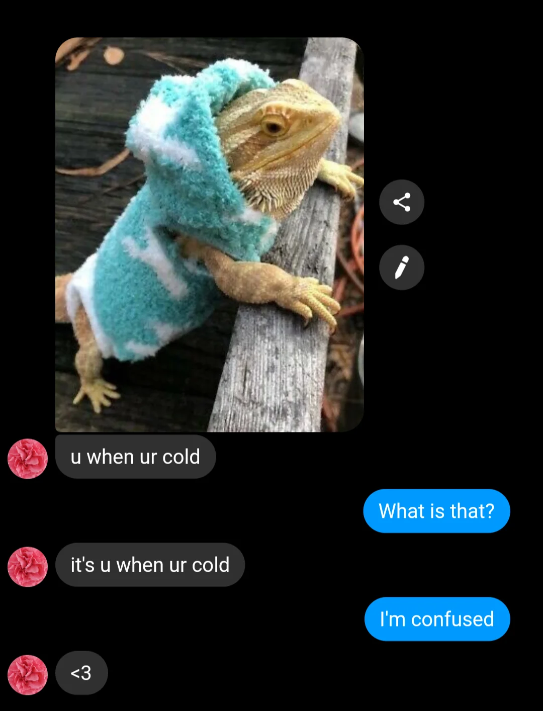 25 Lizard Memes to Honor World Lizard Day 22 When youre cold - Lizard Memes