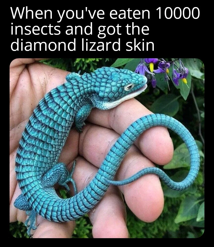 25 Lizard Memes to Honor World Lizard Day 23 When youve eaten - Lizard Memes