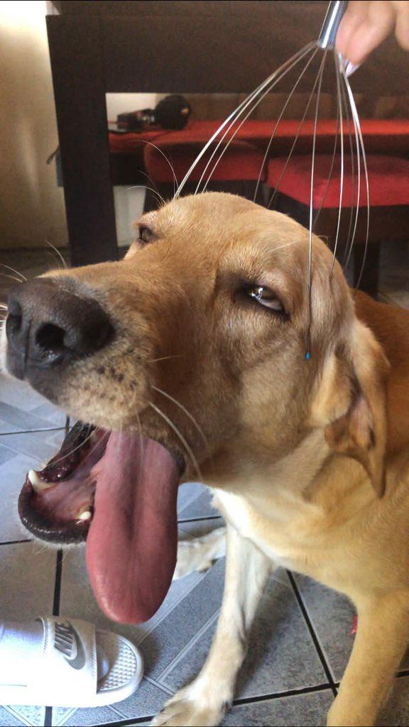 25 Funny Animal Expressions That Look Straight Out of a Cartoon 21 Yeah, that's the spot. - Funny Animal Expressions