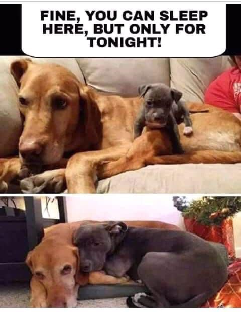 35 Dog Memes That Will Make You Laugh And Reduce Stress 20 You can sleep but only for tonight - dog memes