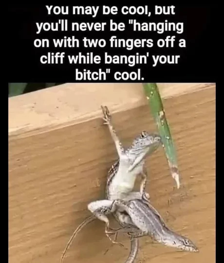 25 Lizard Memes to Honor World Lizard Day 25 You maybe cool - Lizard Memes