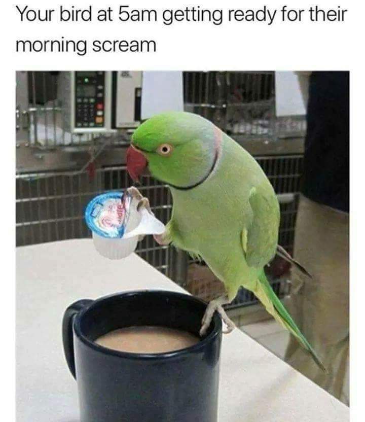 35 Wicked Wednesday Memes To Make Hump Day Better 35 Your bird at 5am