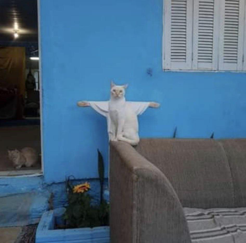 30 Animal Memes That Will Bring Joy To Your Day 3 Cat Jesus - animal memes