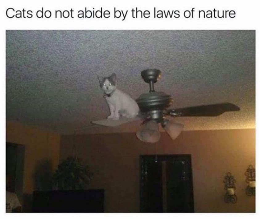 35 Reasons Why You Need To Quit Your Job And Become A Cat 5 cats do not abide by the laws of nature - quit your job memes