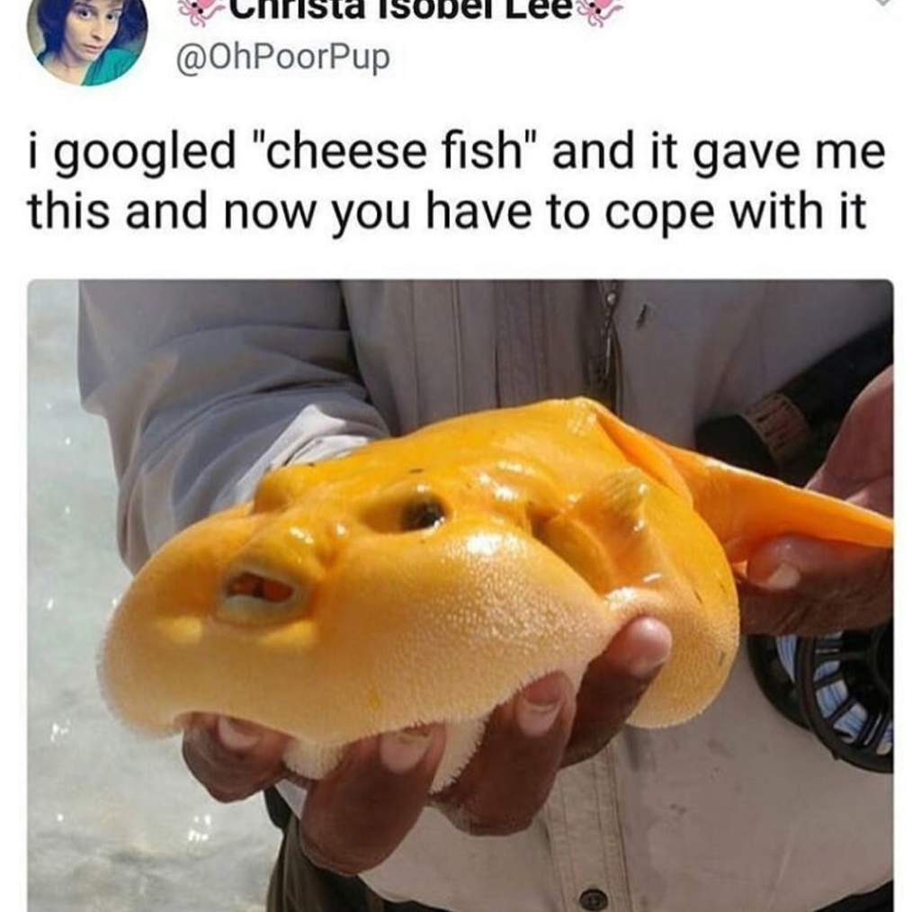 25 Fish Memes That Are the Catch of the Day 3 cheese fish - Fish Memes