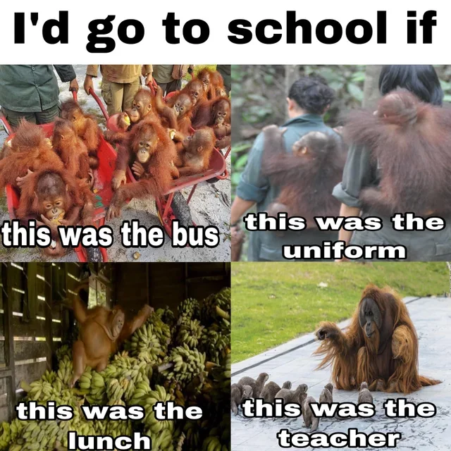 15 Orangutan Memes to Celebrate World Orangutan Day! 12 d go to school
