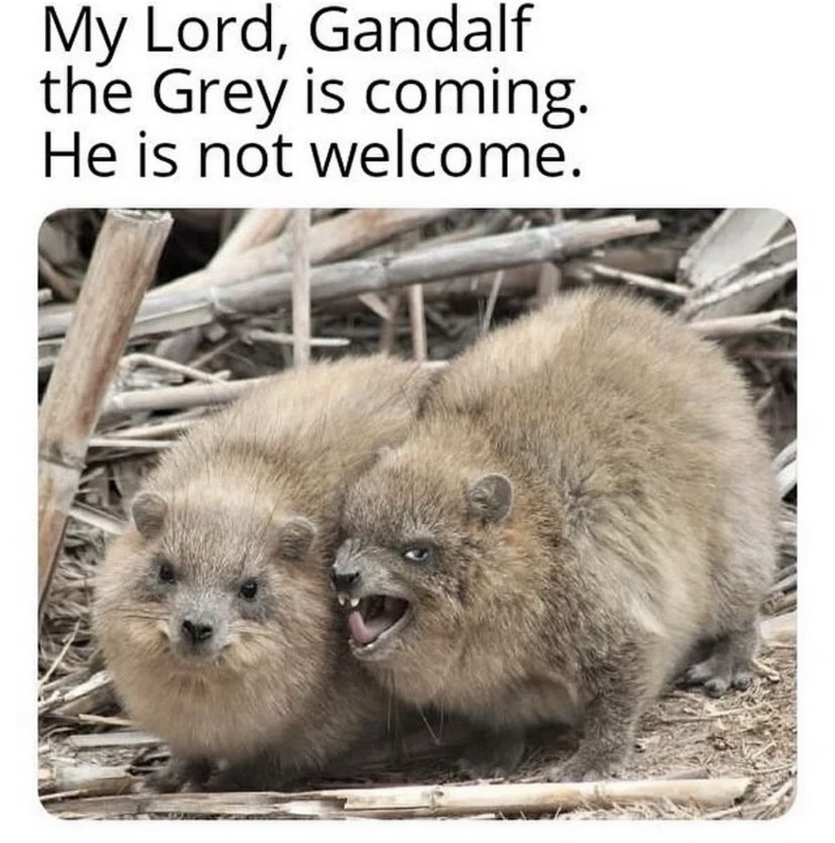 25 LOTR Memes That Will Make You Giggle Like Gollum with the Precious 4 gandalf the grey is coming - LOTR Memes