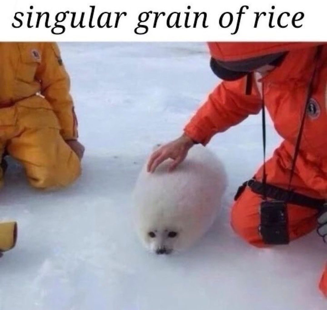 20 Notorious Animal Memes to Add Some Wild Humor to Your Day 3 grain of rice - Notorious Animal Memes