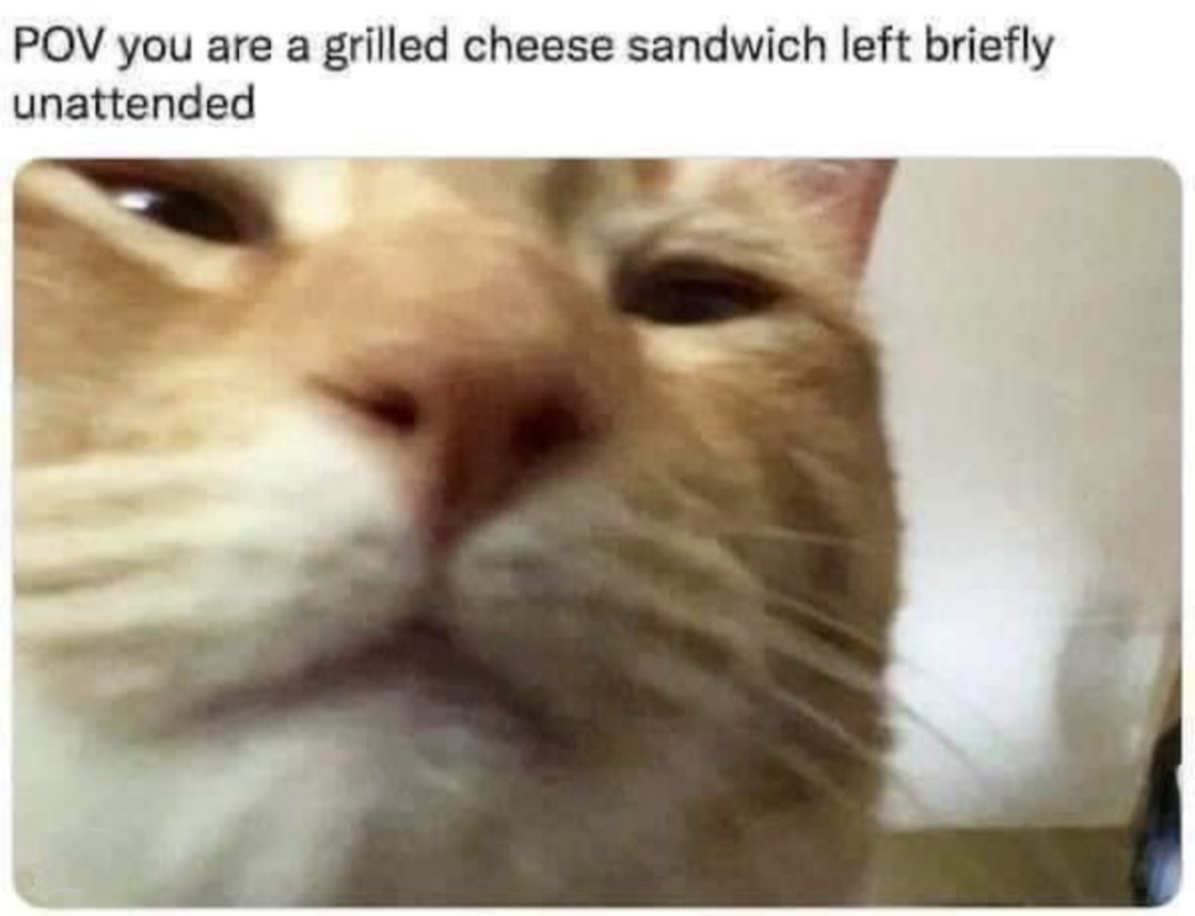 20 Memes That Defy All Known Laws of Humor 6 grilled cheese sandwich