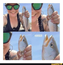 25 Fish Memes That Are the Catch of the Day - Animals