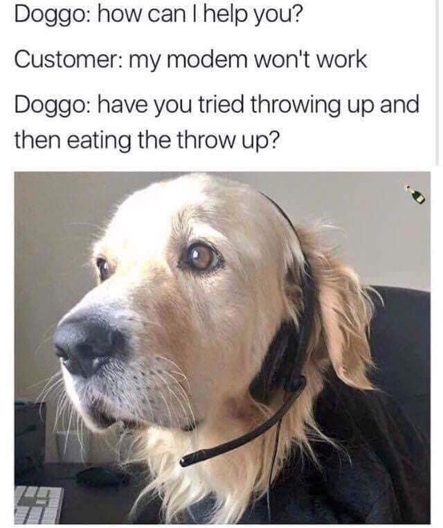 35 Dog Memes That Will Make You Laugh And Reduce Stress 1 Have tried throwing up and eating it back - dog memes
