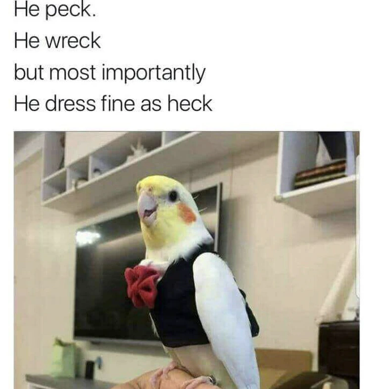 30 Animal Memes That Will Bring Joy To Your Day 7 He dress fine as heck - animal memes