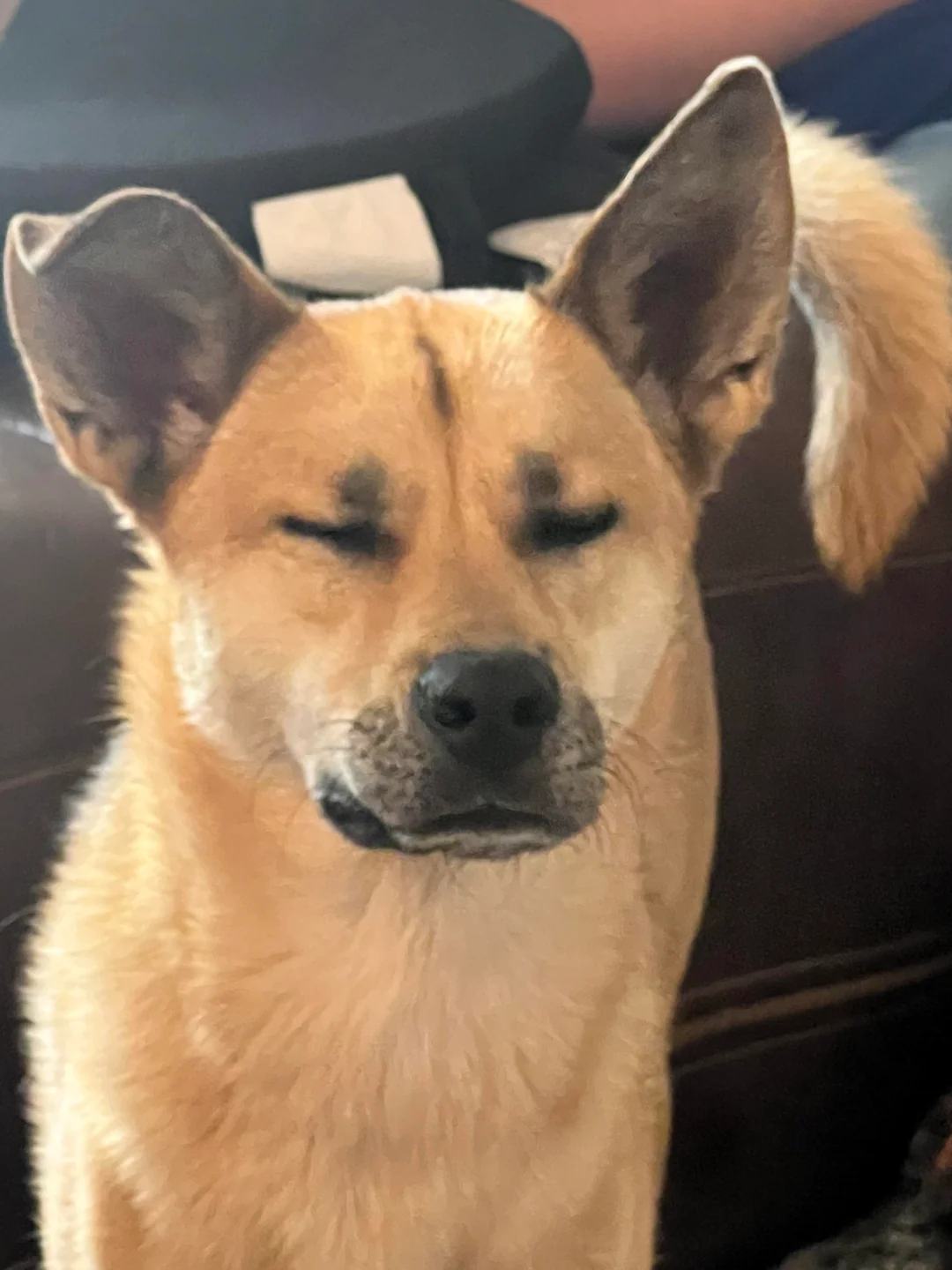 25 Funny Animal Expressions That Look Straight Out of a Cartoon 24 here’s our very expressive dog
