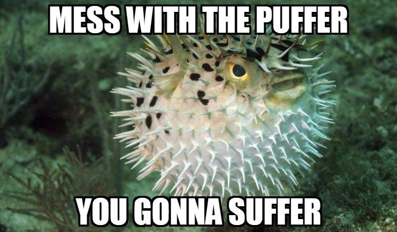 25 Fish Memes That Are the Catch of the Day 15 mess with puffer - Fish Memes