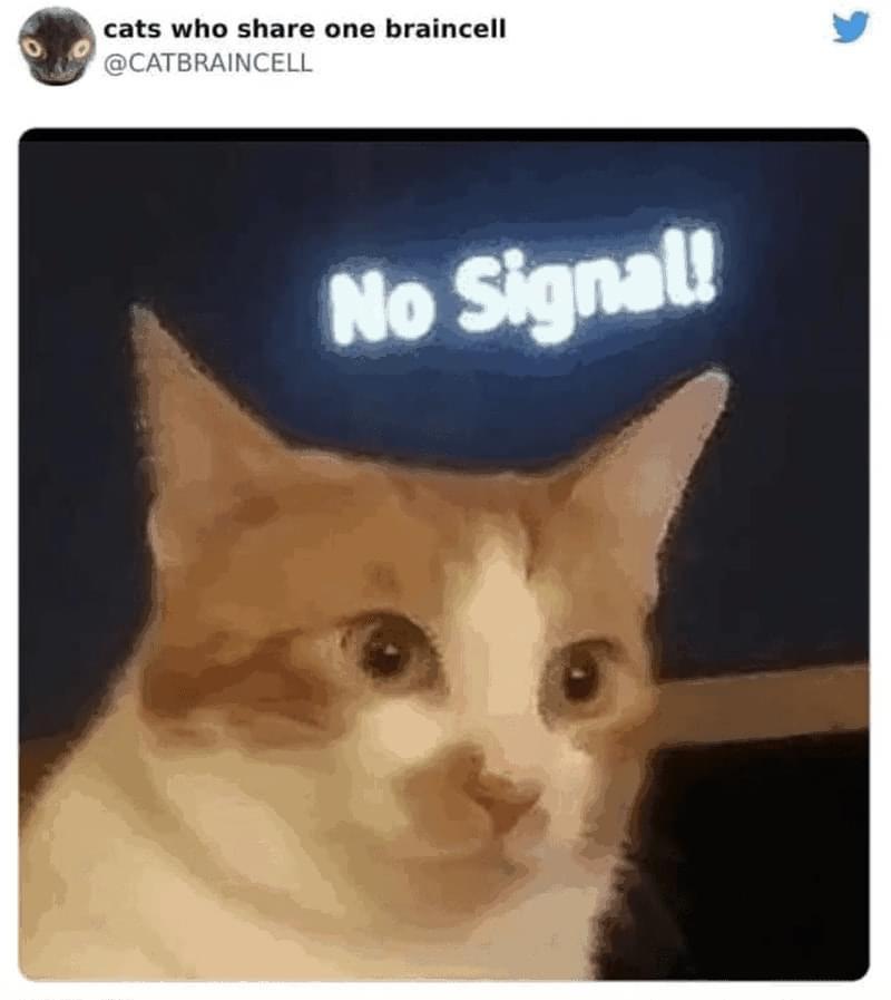 35 Reasons Why You Need To Quit Your Job And Become A Cat 12 no signal - quit your job memes