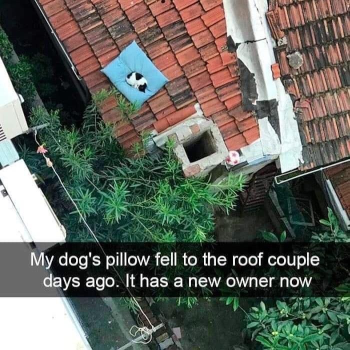 35 Reasons Why You Need To Quit Your Job And Become A Cat 13 pillow has a new owner - quit your job memes