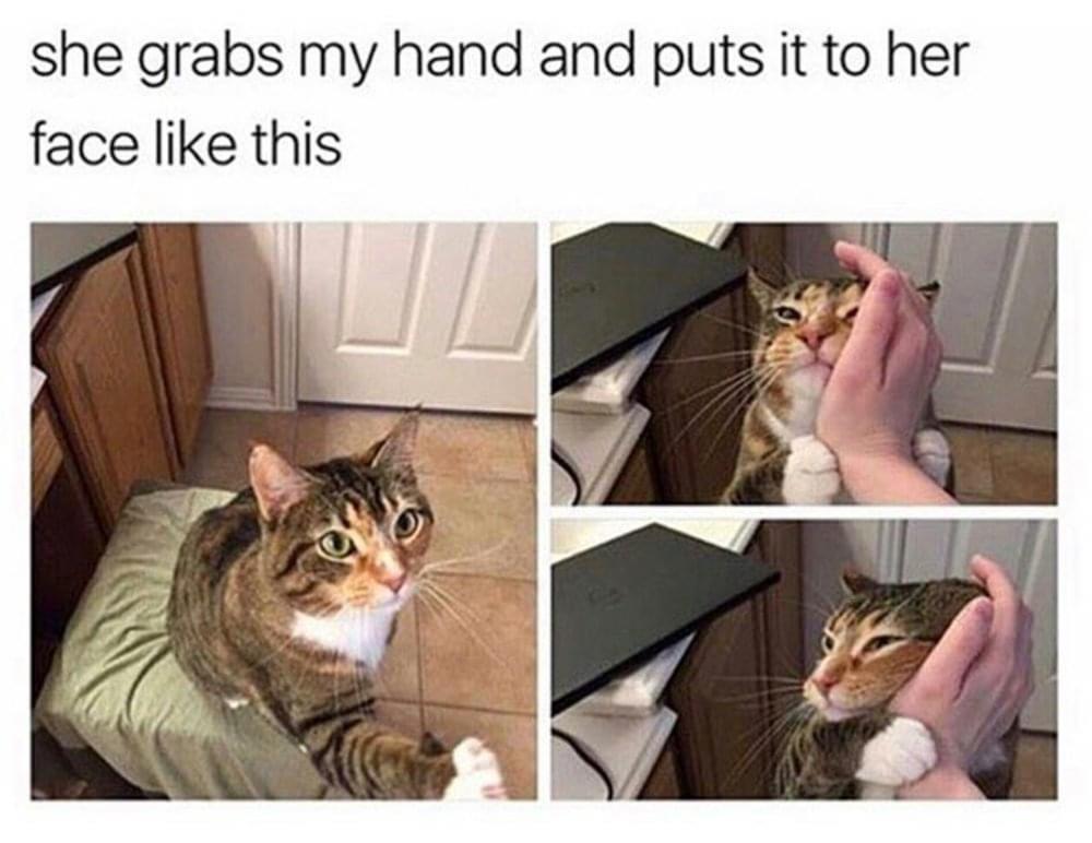 35 Reasons Why You Need To Quit Your Job And Become A Cat 14 she grabs my hand and puts on her face - quit your job memes