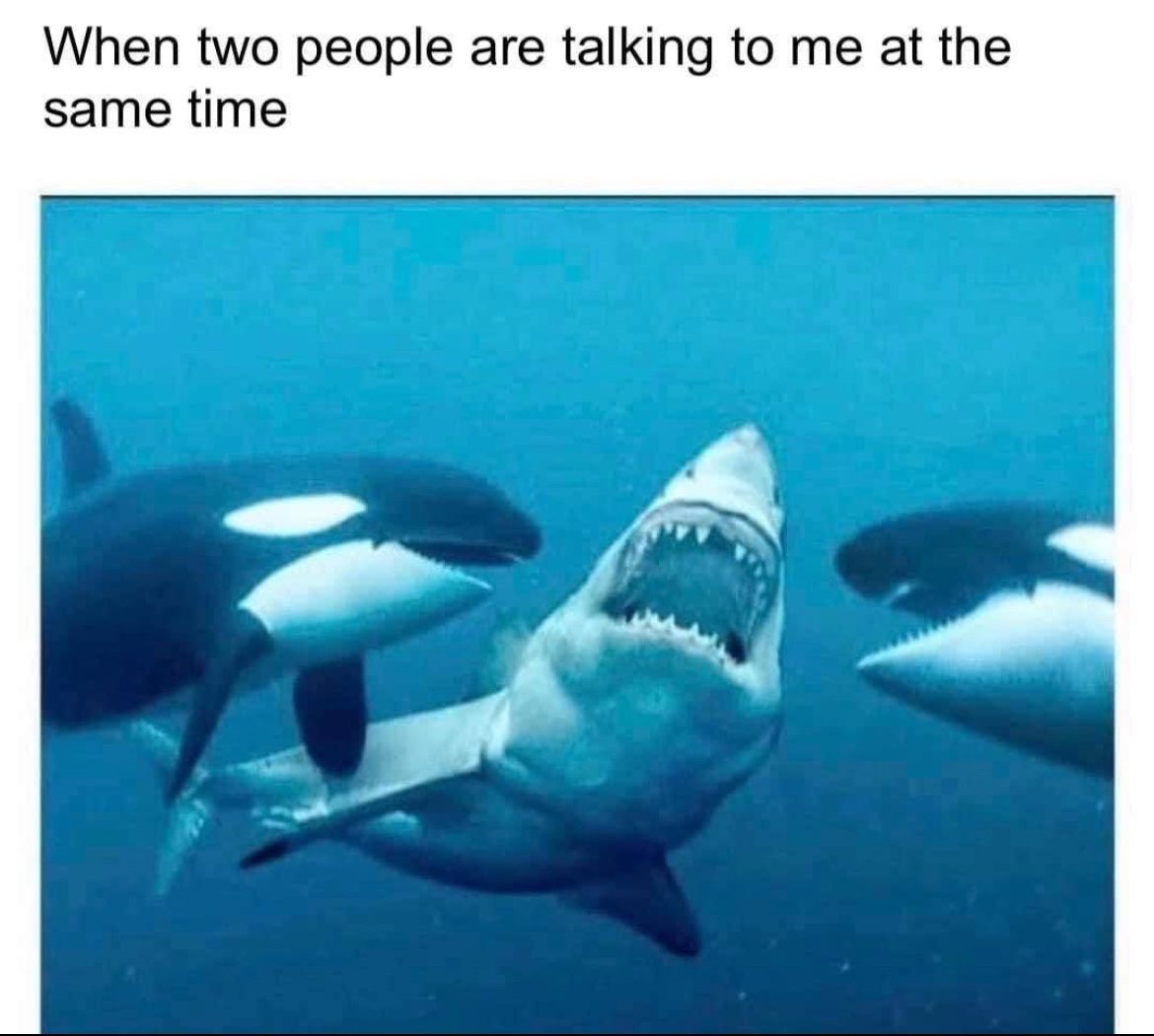30 Funniest Memes That Will Make You Question Everything 29 two people are taling to me