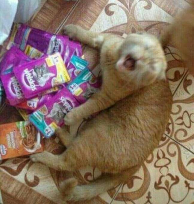 35 Reasons Why You Need To Quit Your Job And Become A Cat 18 whiskas - quit your job memes