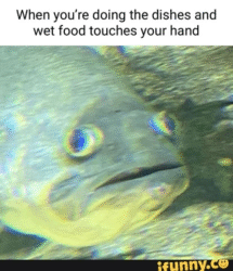 25 Fish Memes That Are the Catch of the Day - Animals