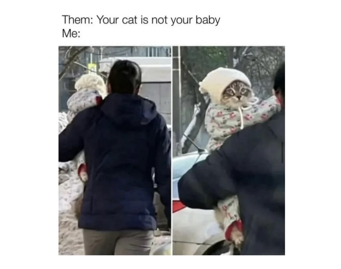 34 Adorable Cat Memes: A Collection Of Purrfect Feline Humor - Animals